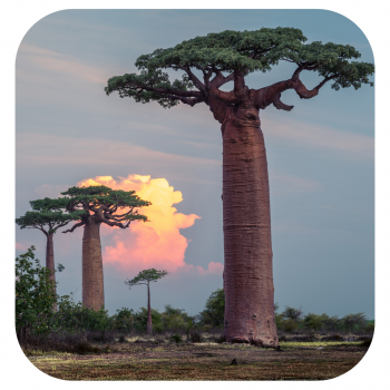 Baobab-Pulver